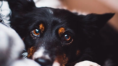Foto standaard adoptie